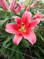 [5169 Amarossi No02.JPG]